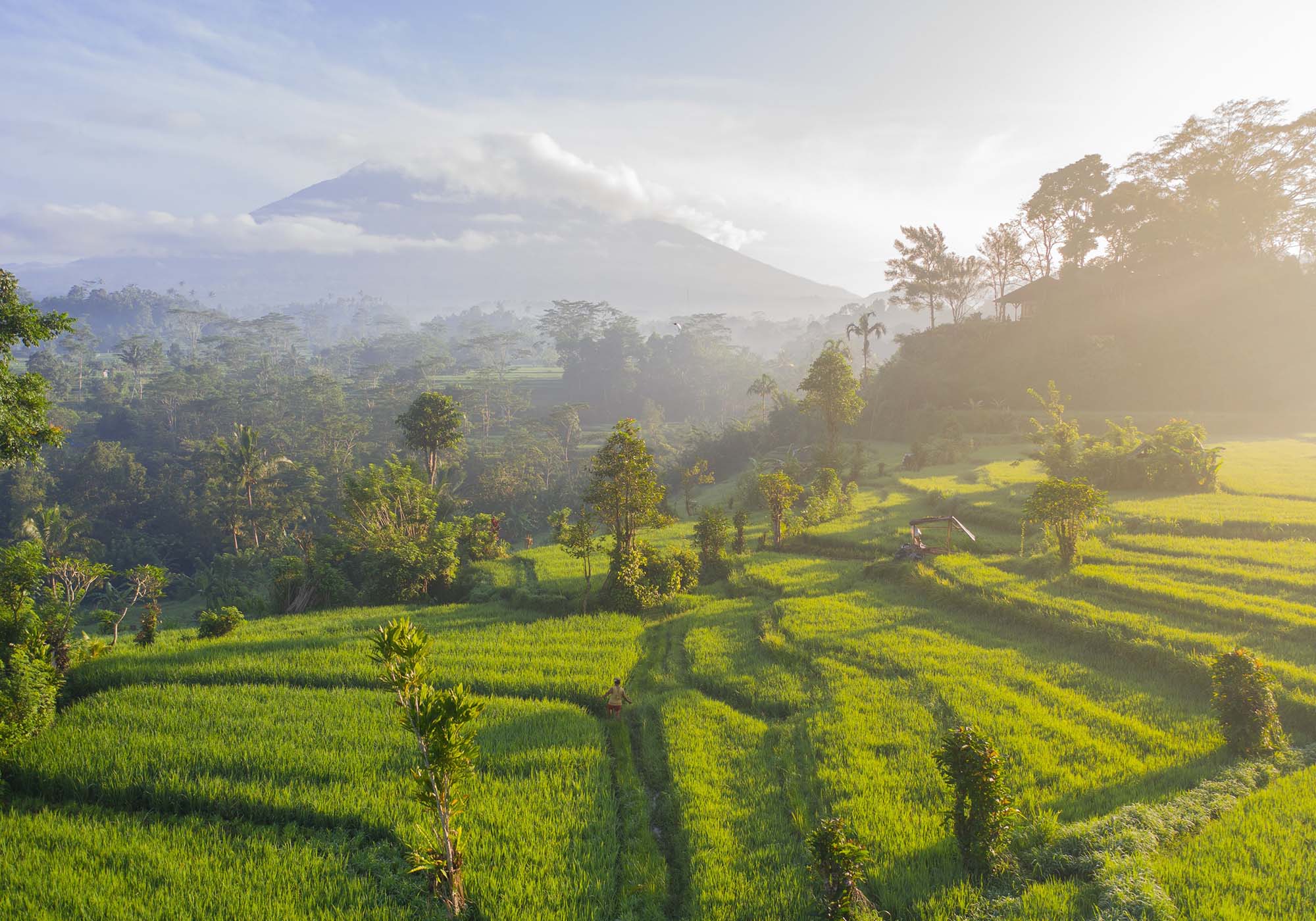Besøg Balis kendte rismarker