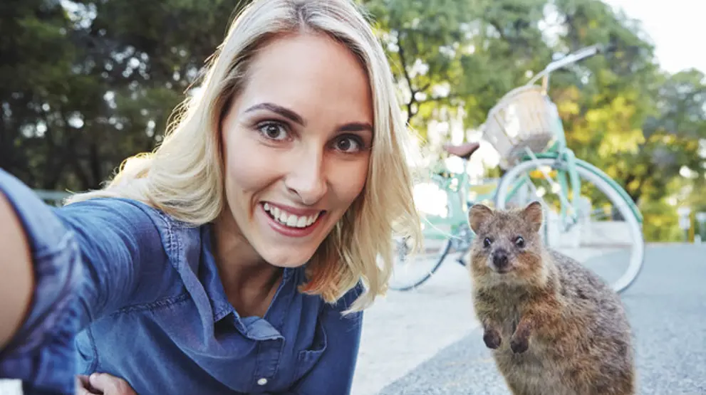 En quokka på Rottnest Island. Foto: Tourism Western Australia