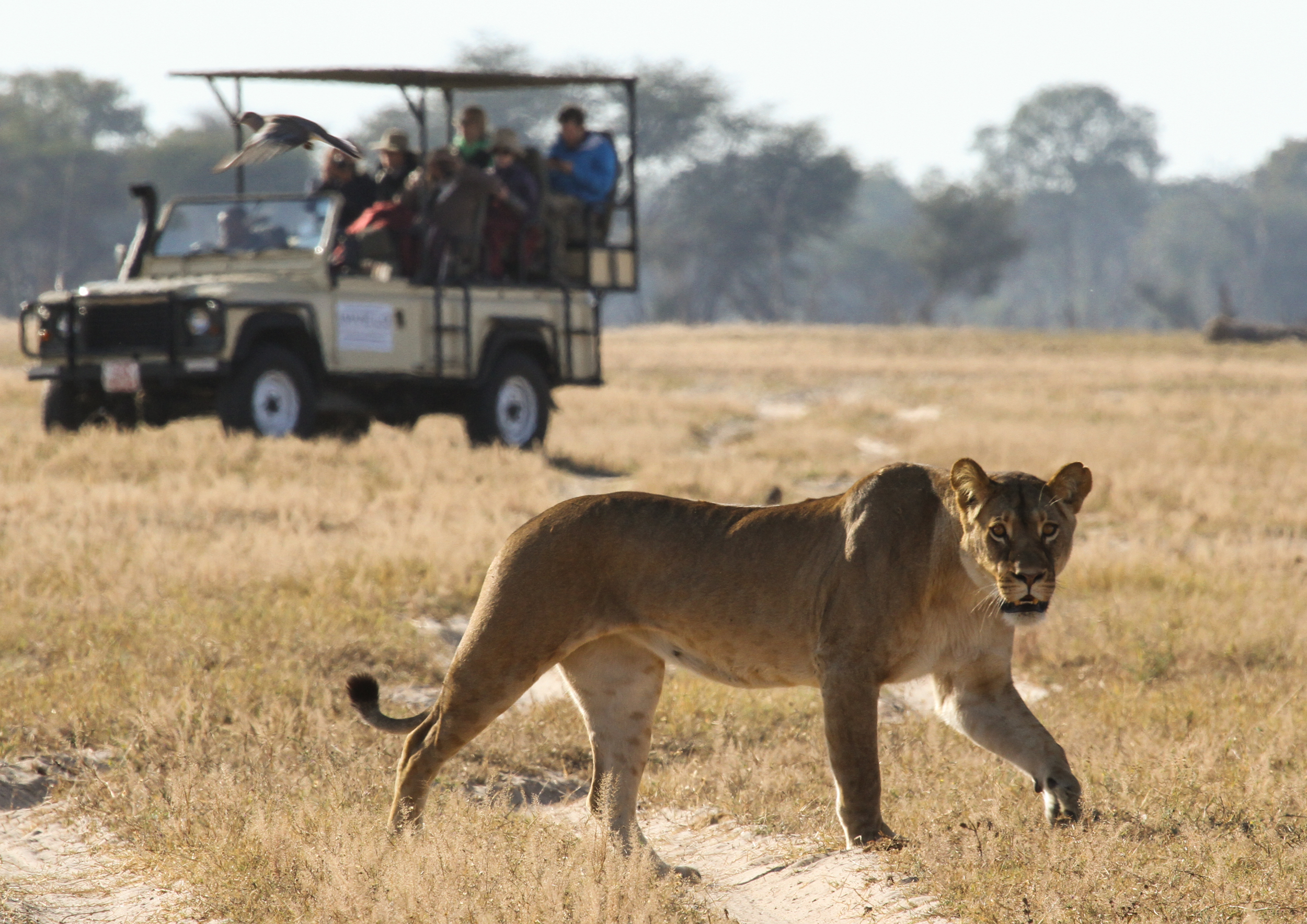 Game Drive i Hwange National Park. Foto: Imvelo Safari Lodges - Safari i Zimbabwe