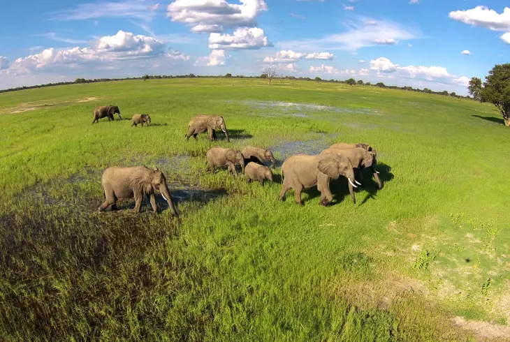 Hwange National Park er kendt for sin høje koncentration af elefanter. Foto: Imvelo Safari Lodges