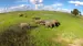 Hwange National Park er kendt for sin høje koncentration af elefanter. Foto: Imvelo Safari Lodges