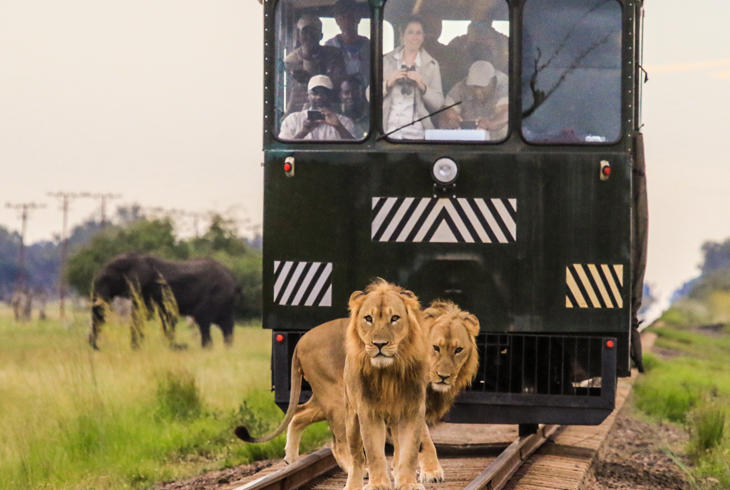 Se dyrelivet i Hwange National Park fra orkesterplads ombord på Elephant Express