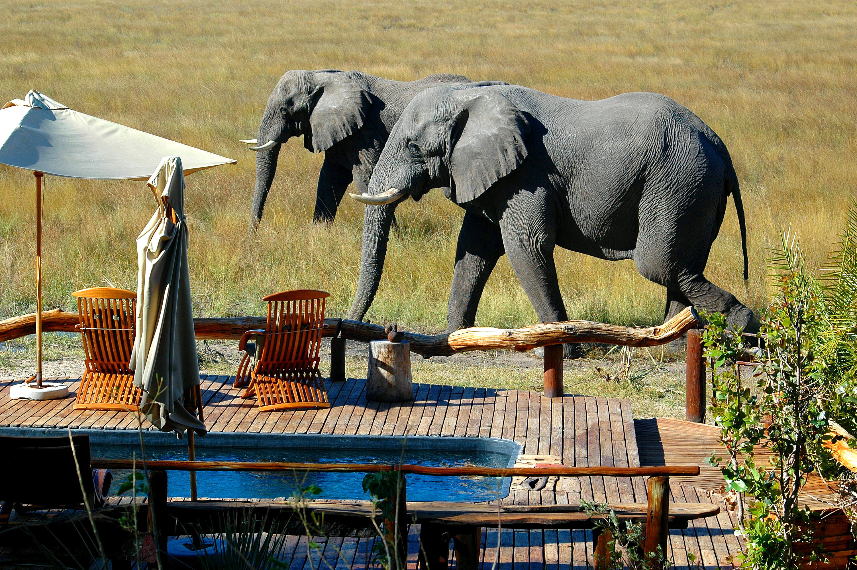 På safari i Botswana kan du se masser af elefanter.