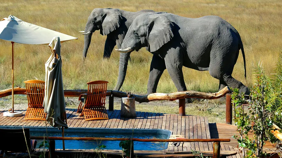 På safari i Botswana kan du se masser af elefanter.