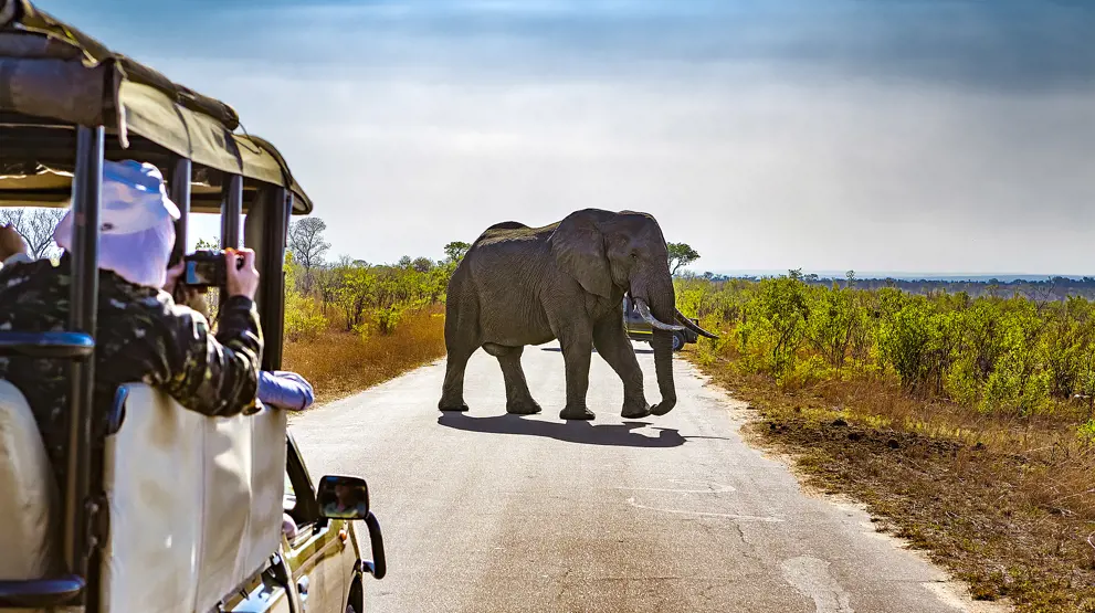 Safari i Sydafrika | Helt tæt på dyrene i Krugerparken