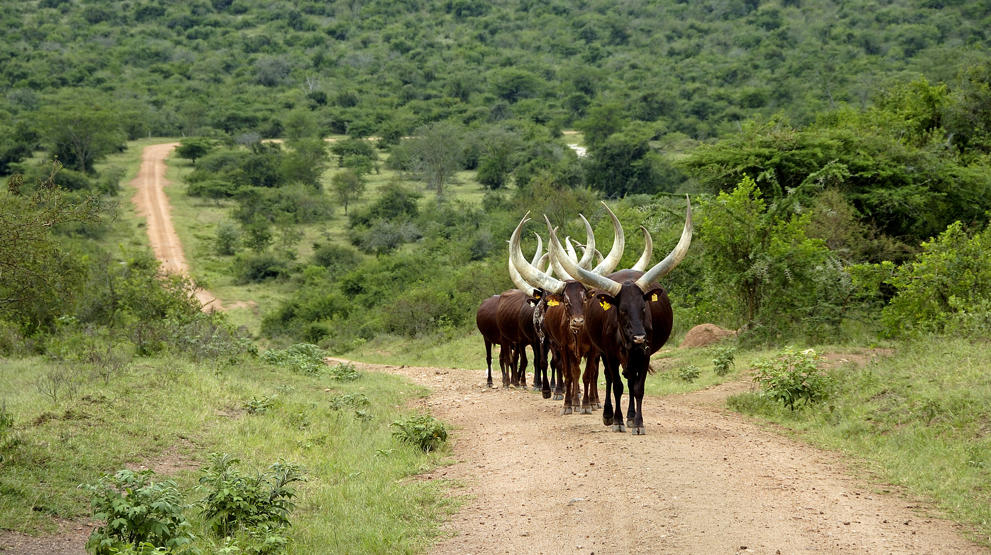 Rejser til Uganda | Langhornet kvæg