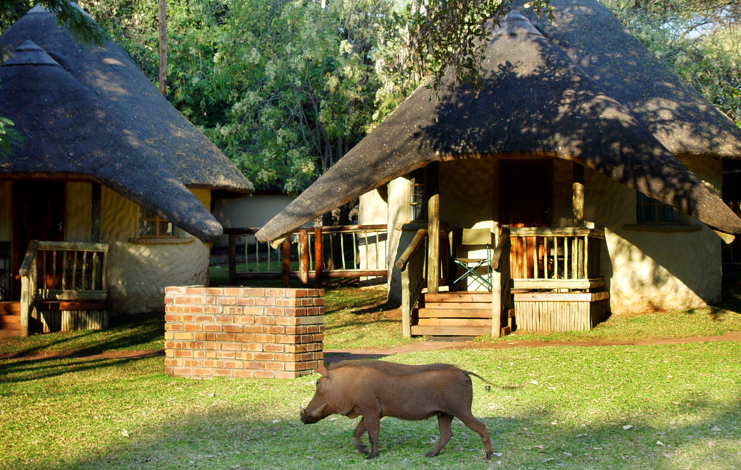 Dyrelivet kommer tæt på på Chobe Safari Lodge