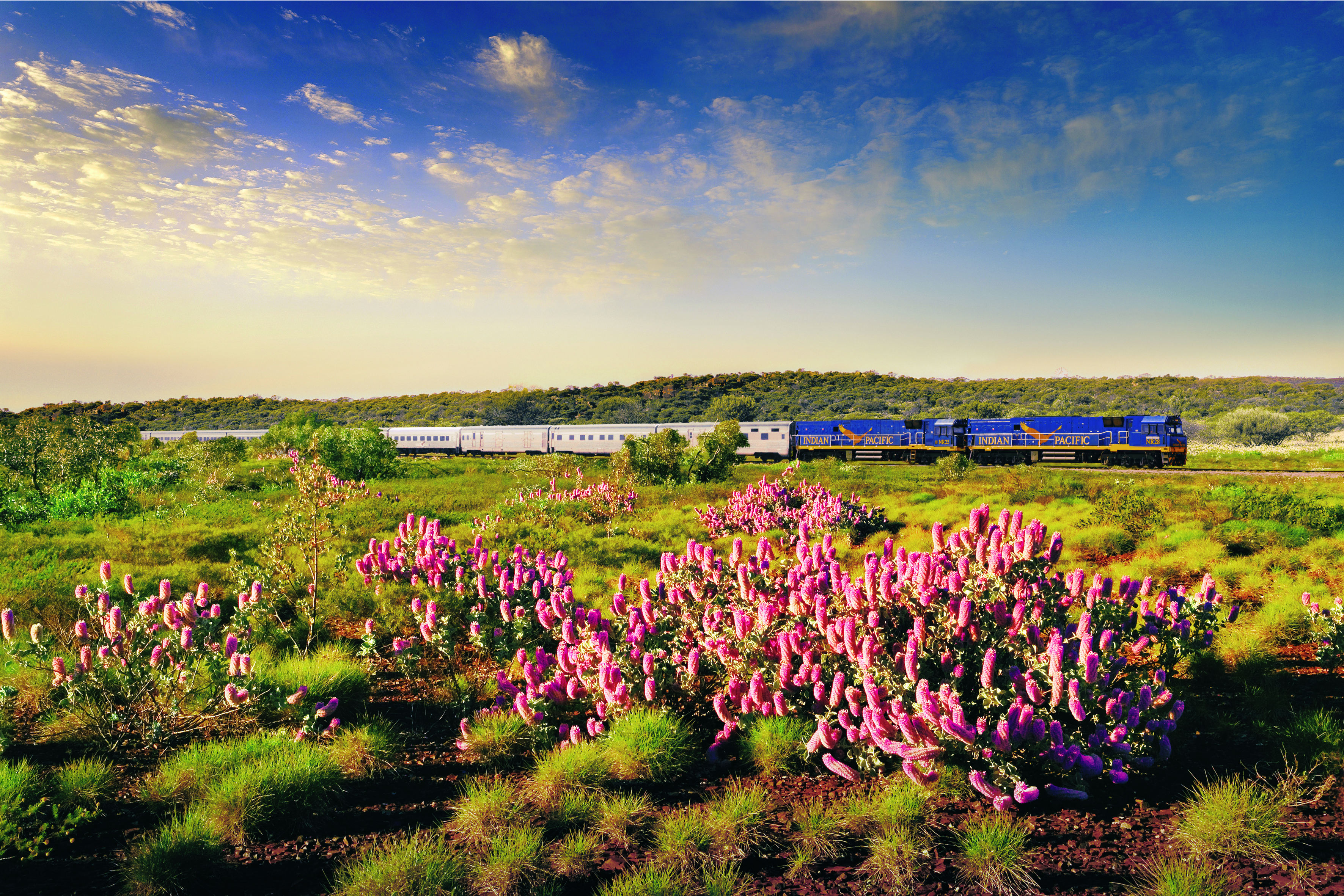 Indian Pacific kører gennem Australiens smukke landskab. Foto: Great Southern Railroad