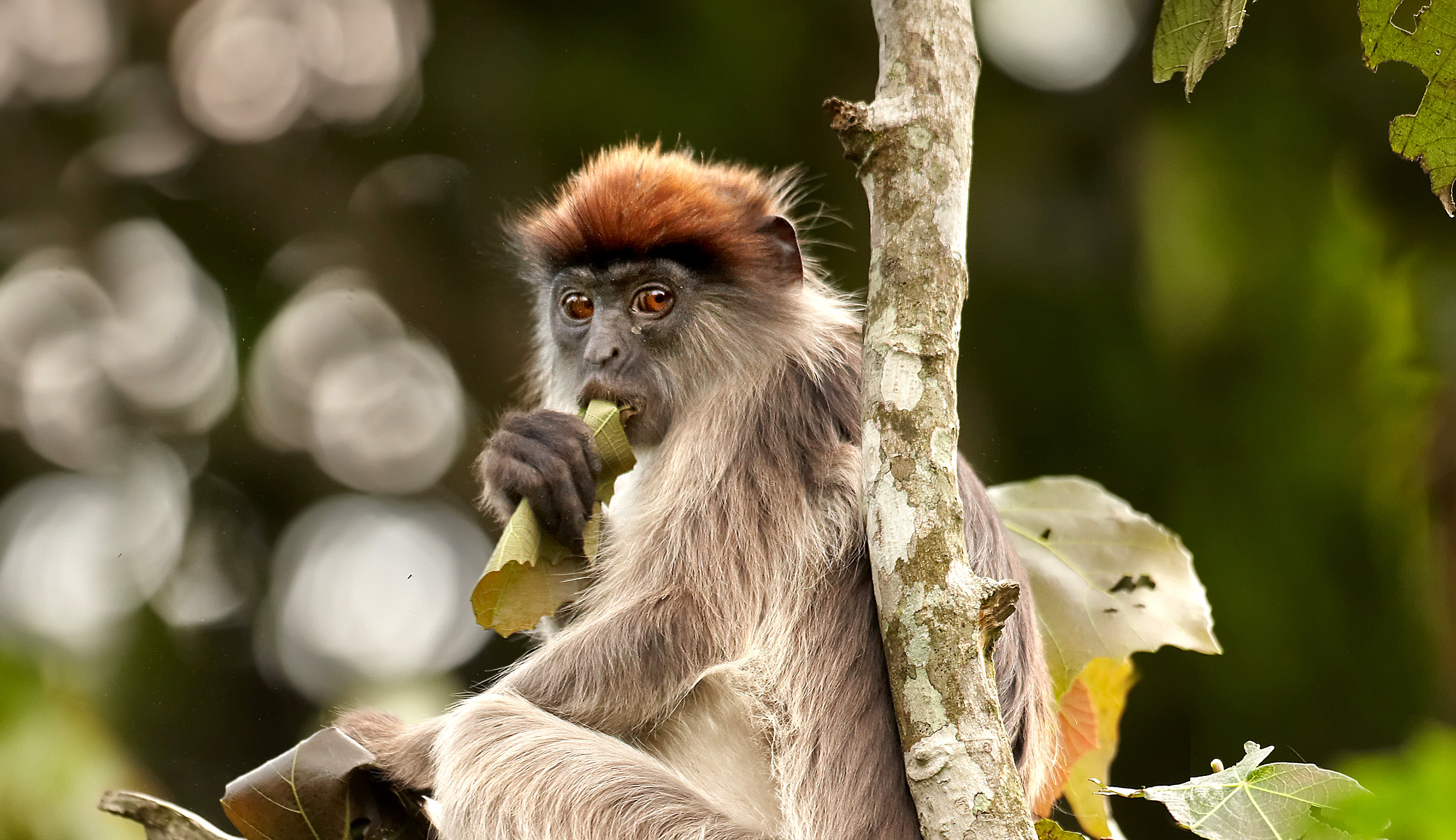 Colobus-aben kan du se flere steder på safari i Uganda.