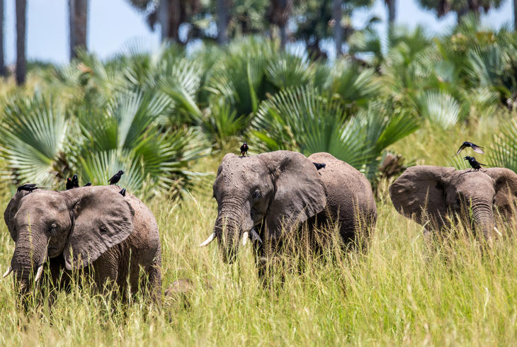 Rejser til Uganda | Elefanter i Murchison Falls NP