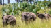 Rejser til Uganda | Elefanter i Murchison Falls NP