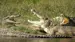 Rejser til Uganda | Krokodiller i Murchison Falls