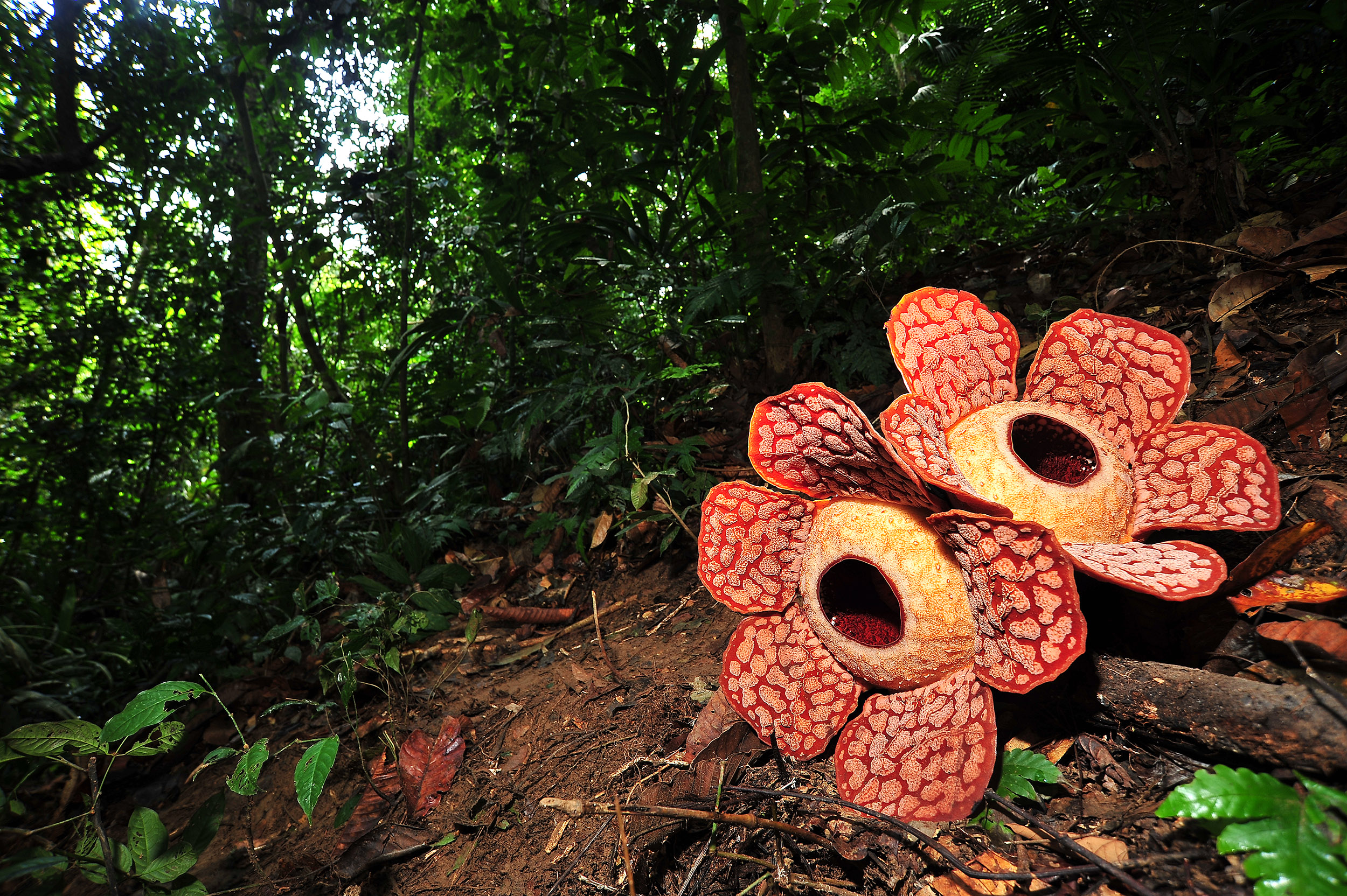 Se verdens største blomst på rejser til Borneo.