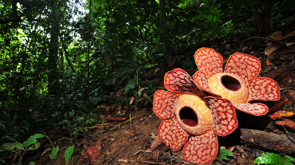Find verdens største blomst på Borneo