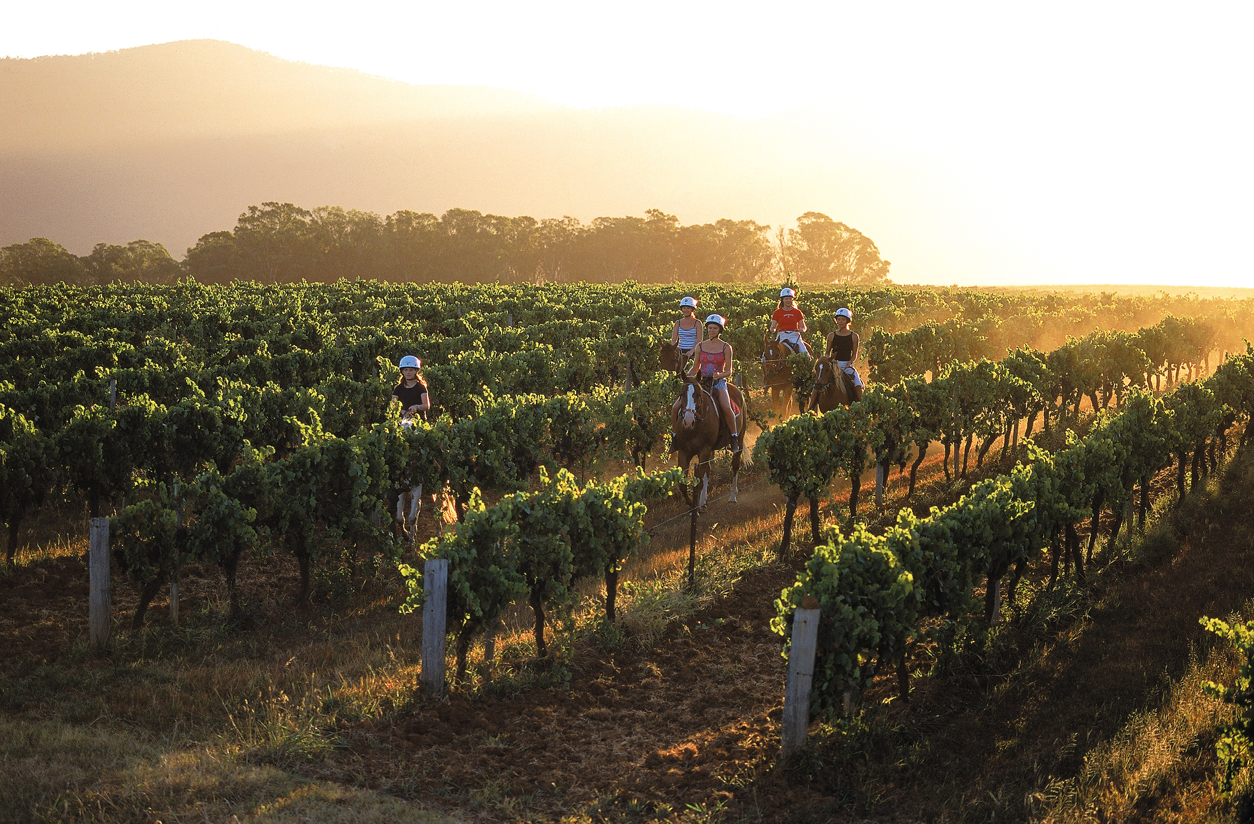 Hotellet tilbyder mange sjove aktiviteter - f.eks. ridning. Foto: Hunter Valley Resort