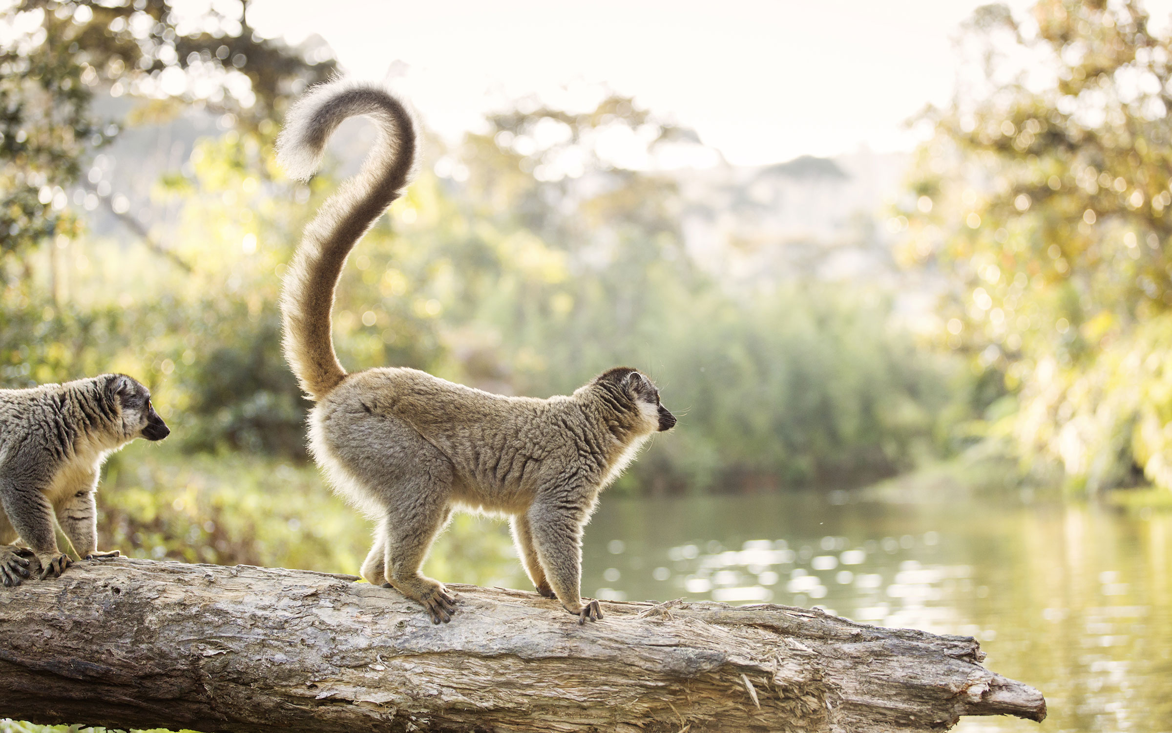 Rejser til Madagaskar l lemurer