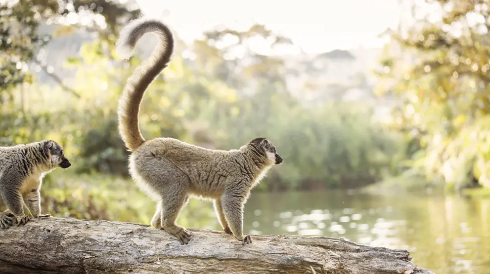 Oplev det unikke dyreliv for Madagaskar, bl.a. de mange flotte lemurer