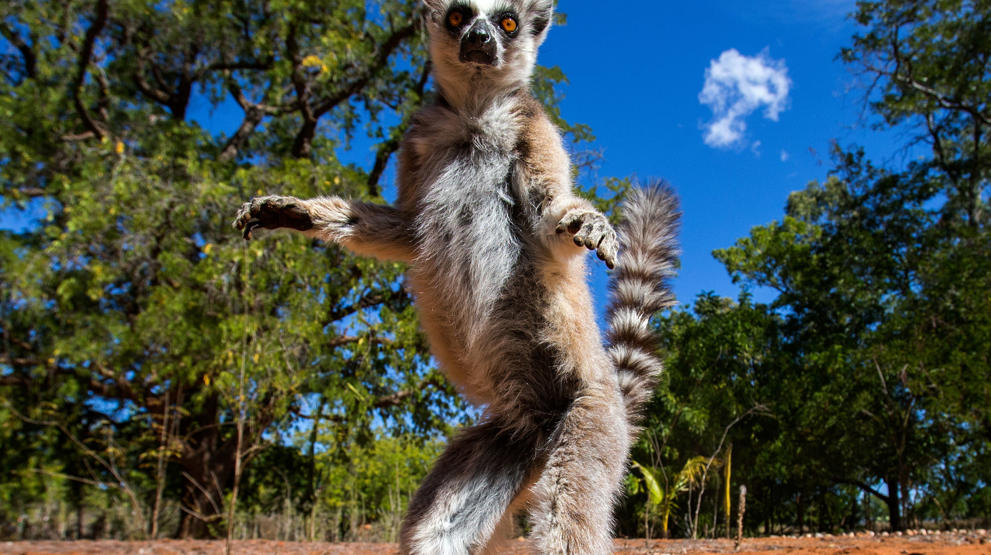 Oplev en af de mange lemurer på Madagaskar