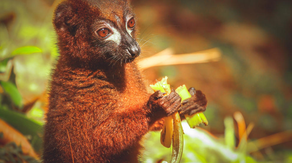 En lille brun lemur - Rejser til Madagaskar