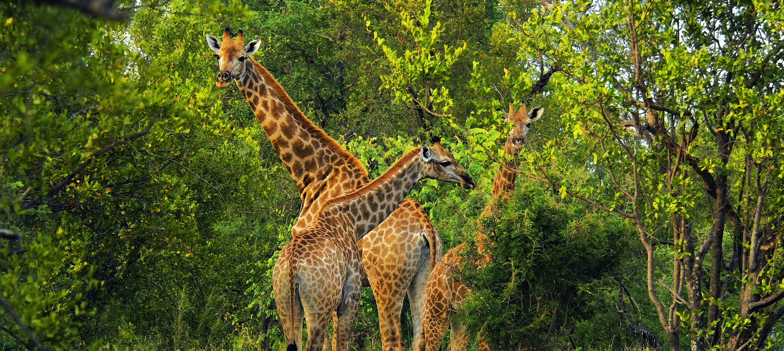 Safari i Kenya | Den særlige netgiraf i Samburu