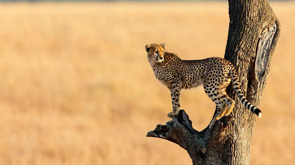 Se leoparden, en del af "The Big Five" på din safari i Afrika