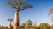 De imponerende Baobab-træer