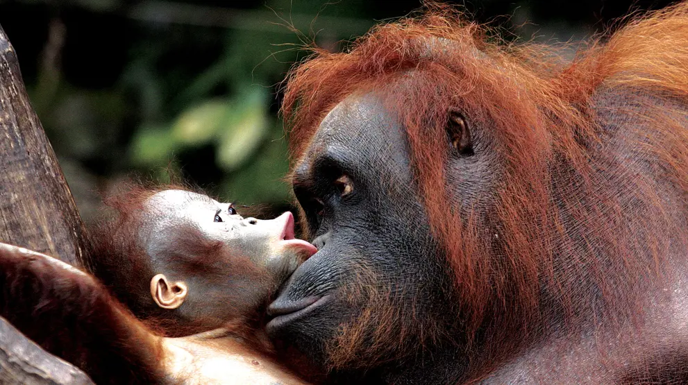 Oplev den unikke orangutang på Borneo