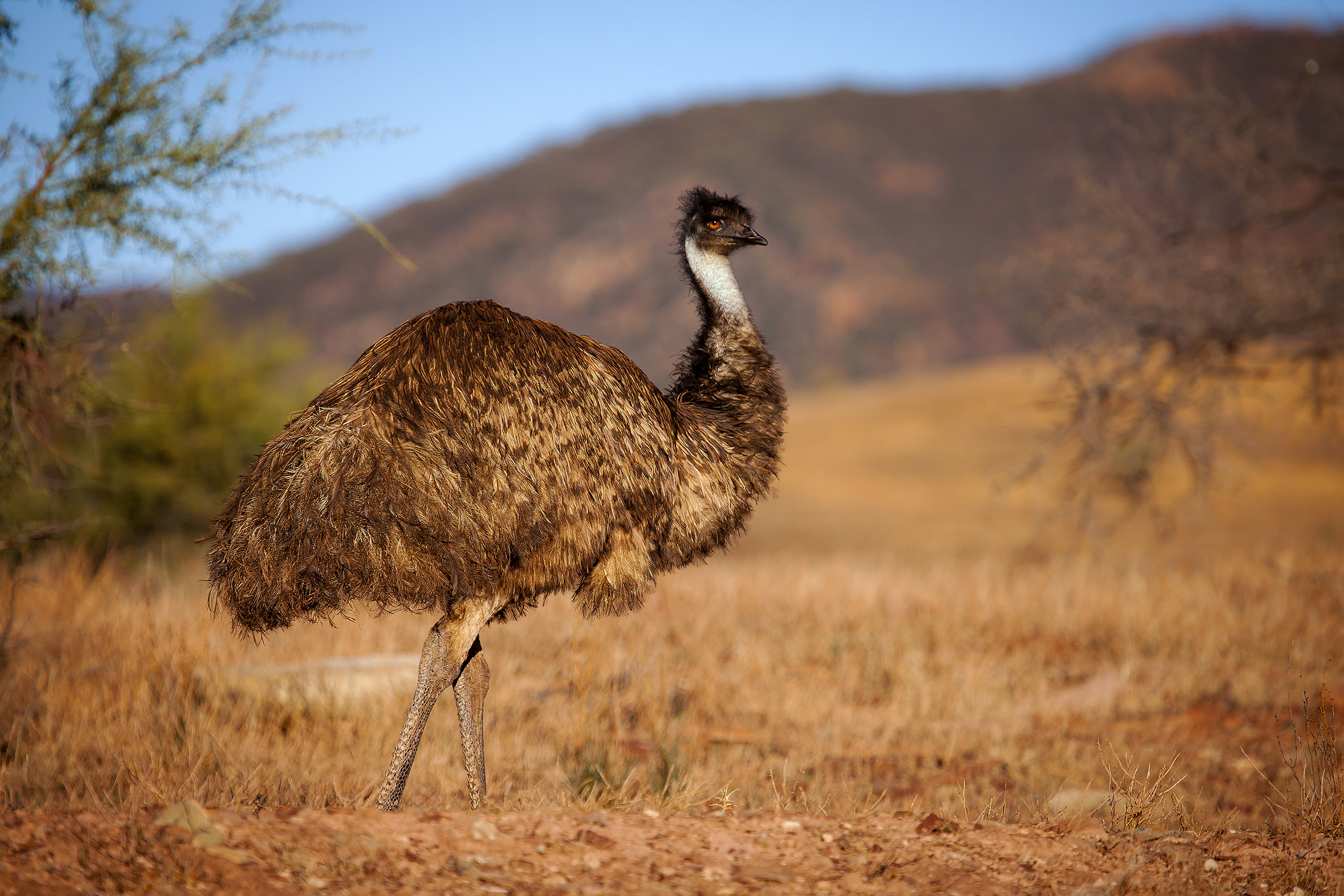 Rejser til South Australia byder på et fantastisk dyreliv, se bl.a. emuer i Flinders Ranges.