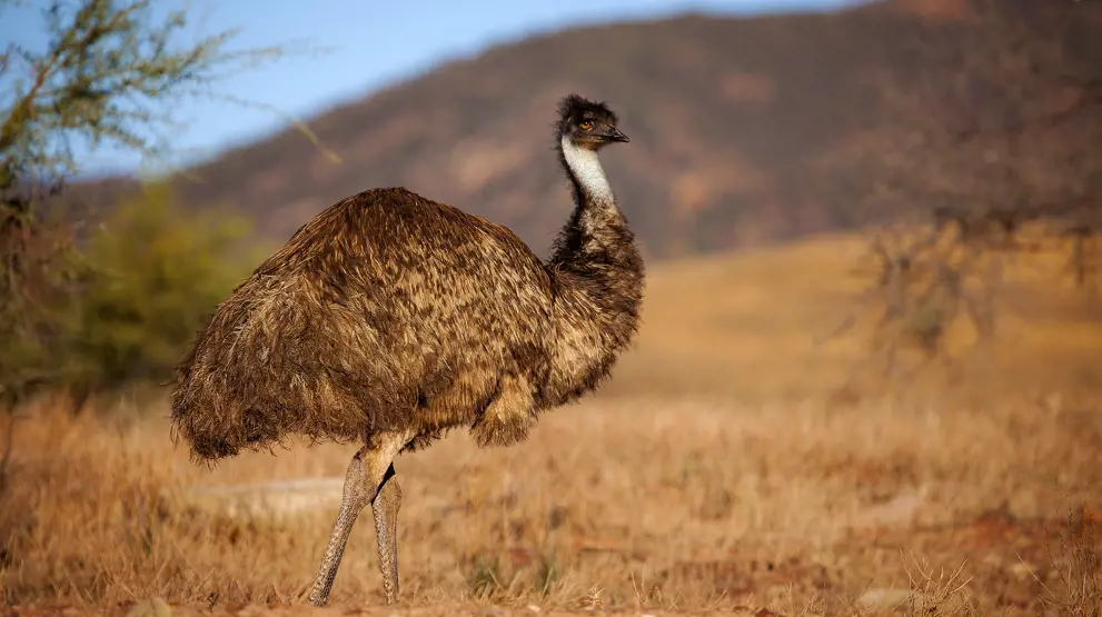 Emu spottet i Flinders Ranges