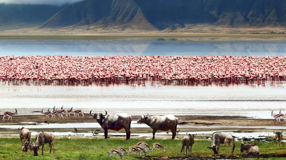 Der er et utroligt dyreliv nede i det UNESCO-fredede Ngorongoro-krater