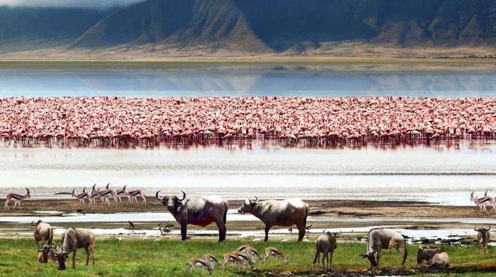 Kom på safari i Afrika, her ser du skønne Tanzania.