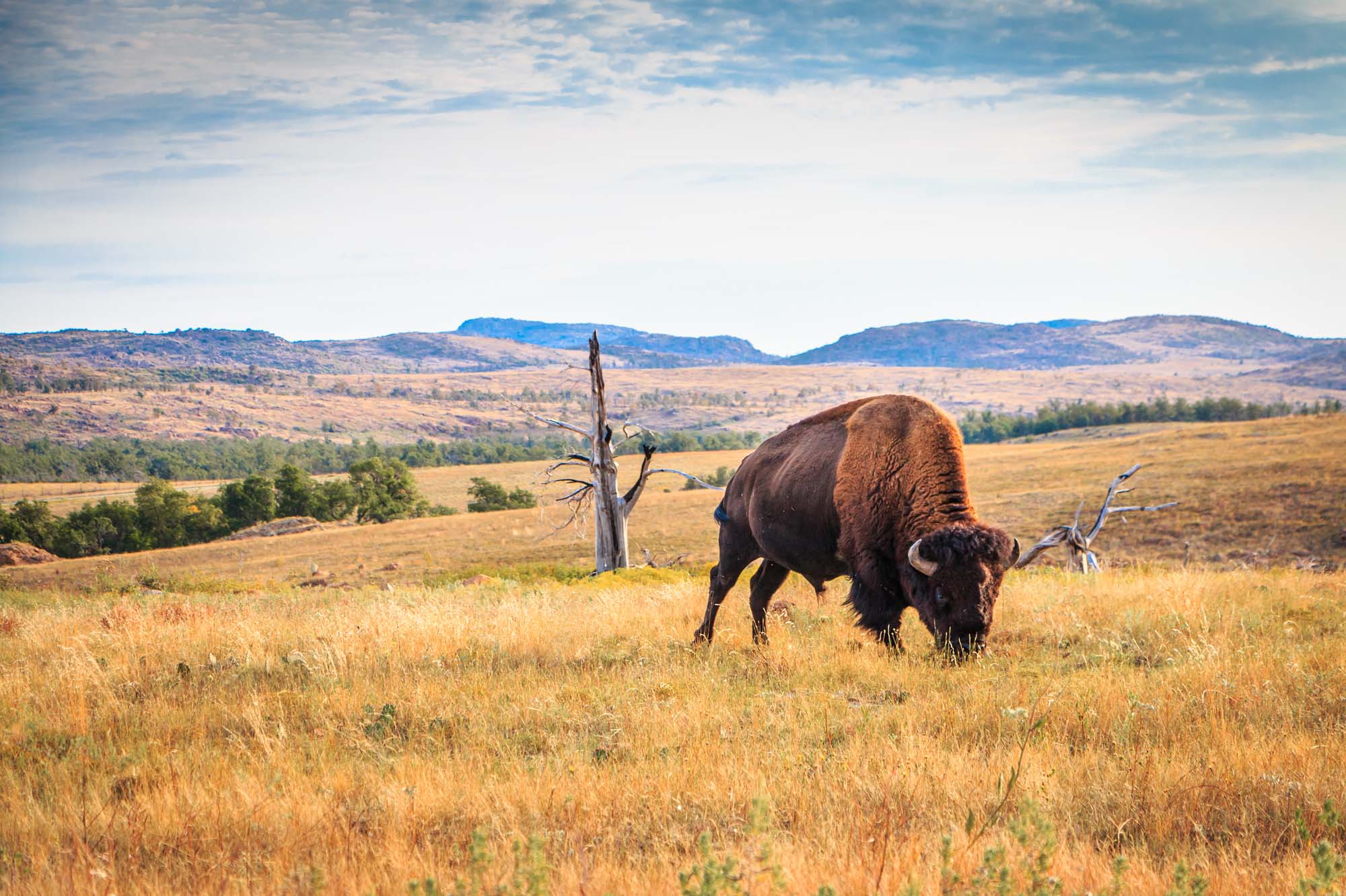 Bison i Wichita Mountains, Oklahoma