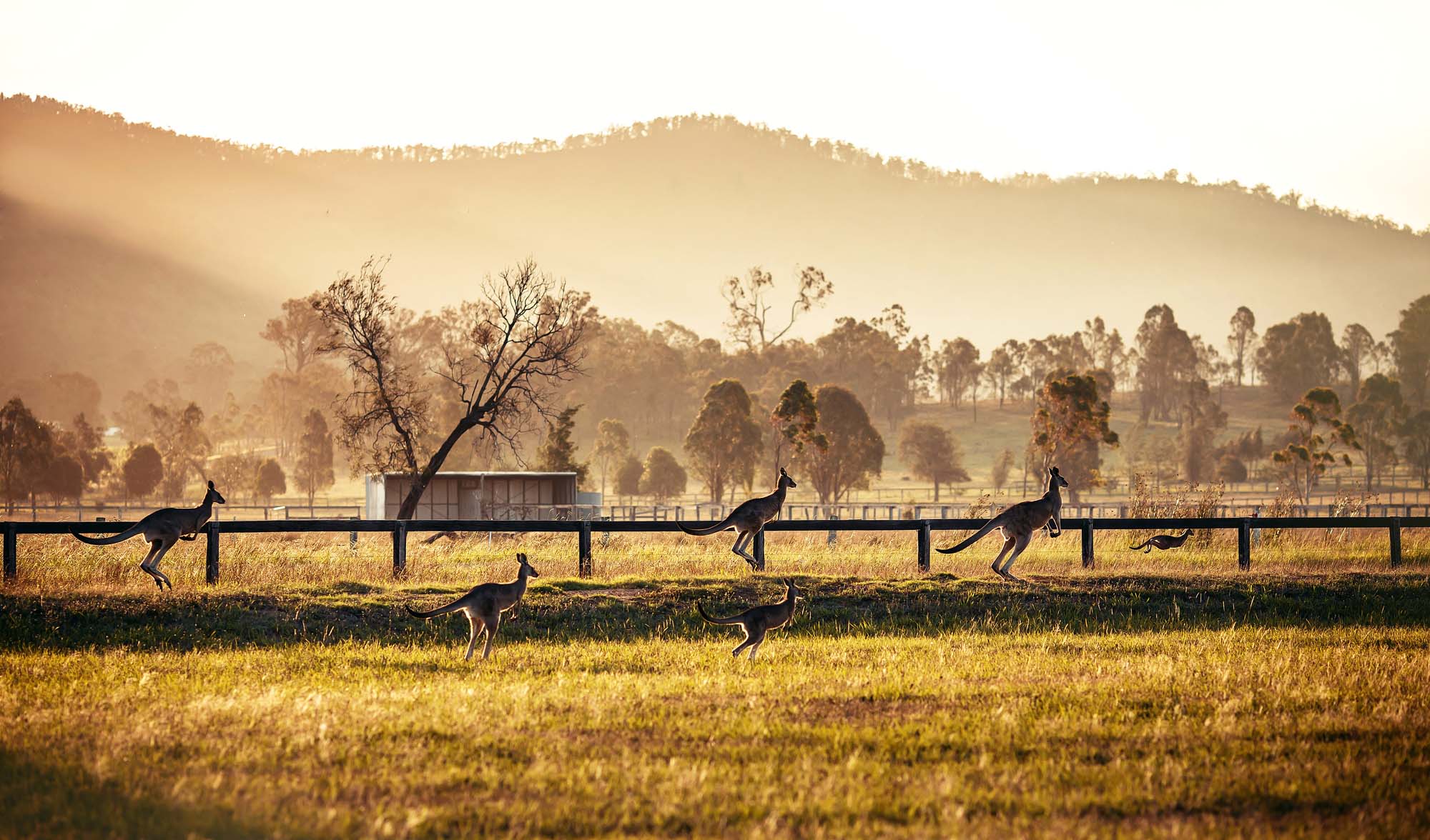 Australia-Hunter-Valley-shutterstock_164024147