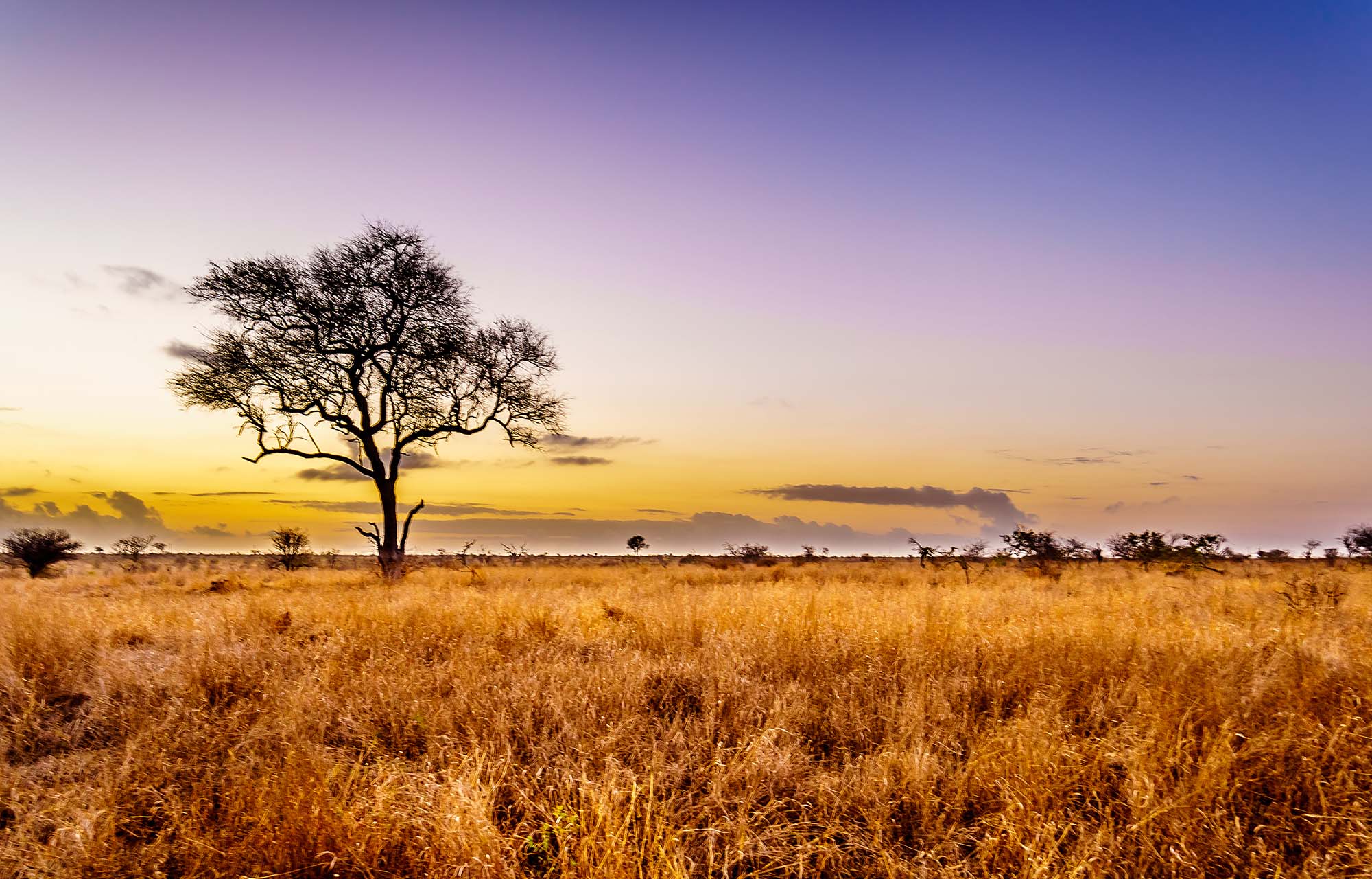 Rejser til Sydafrika byder på solnedgange over savannen.
