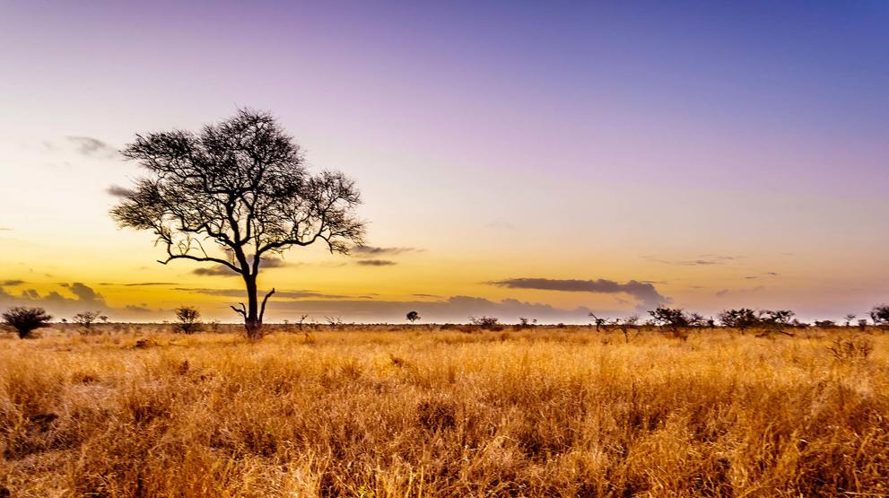 Rejs til Sydafrika og se savannen