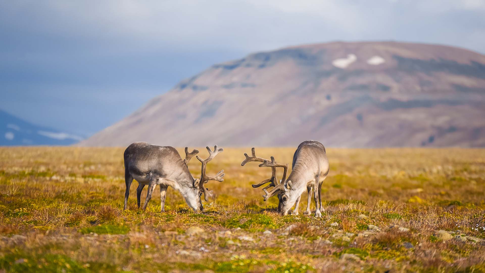 Oplev Svalbards fascinerende dyreliv som rensdyr