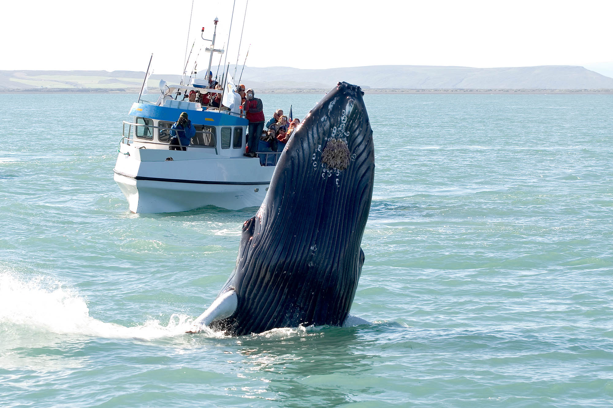 Fantastiske aktiviteter og udflugter i naturen på din rejse til Island – tag på hvalsafari