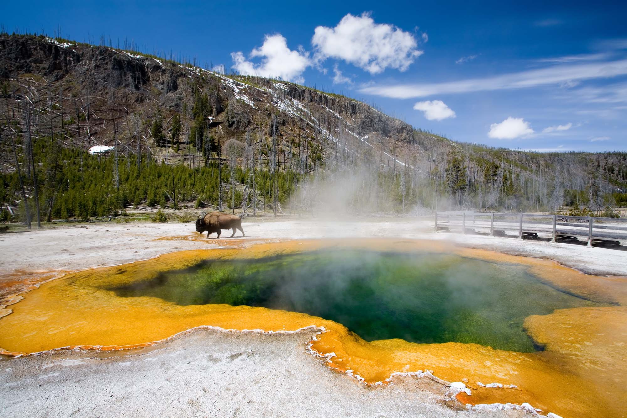 USA-Yellowstone-emerald-pool-bison-iStock-140461459