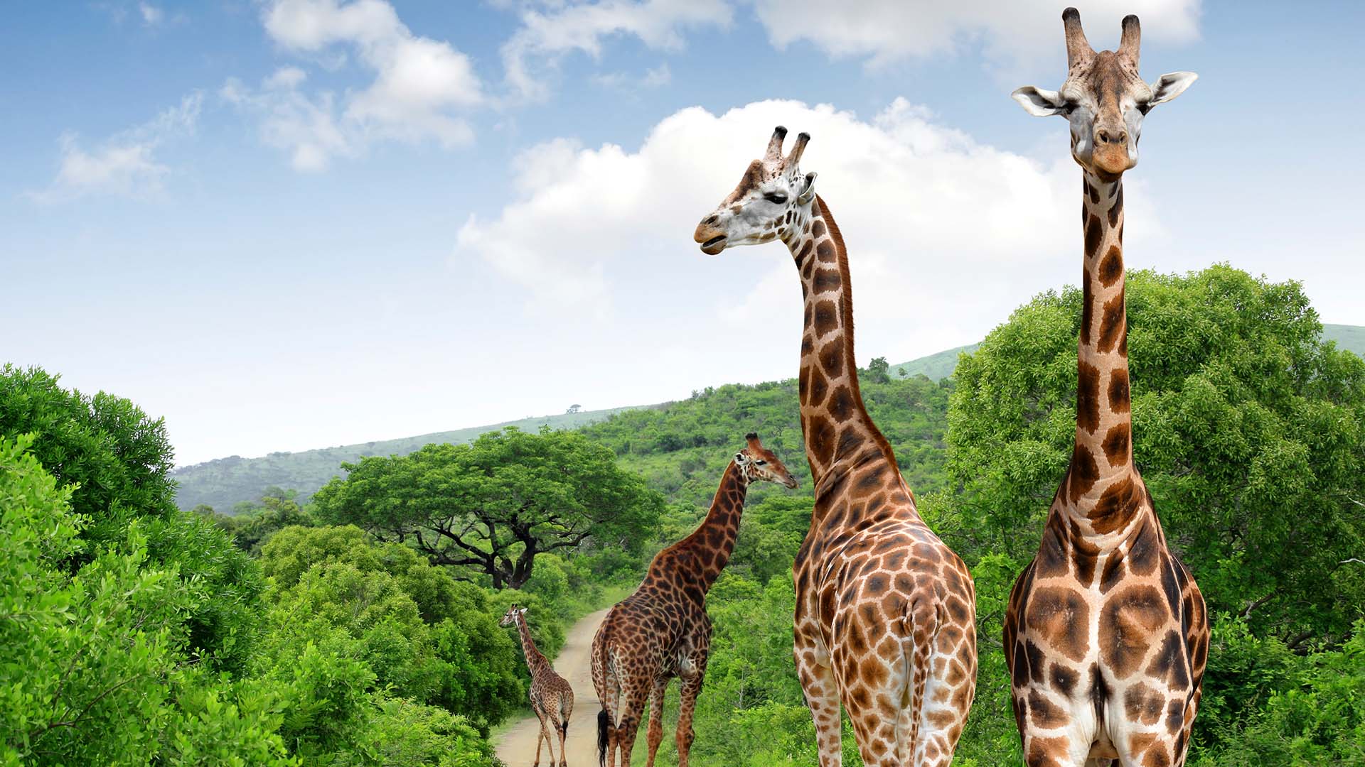 Kom tæt på det rige dyreliv i Kruger National Park