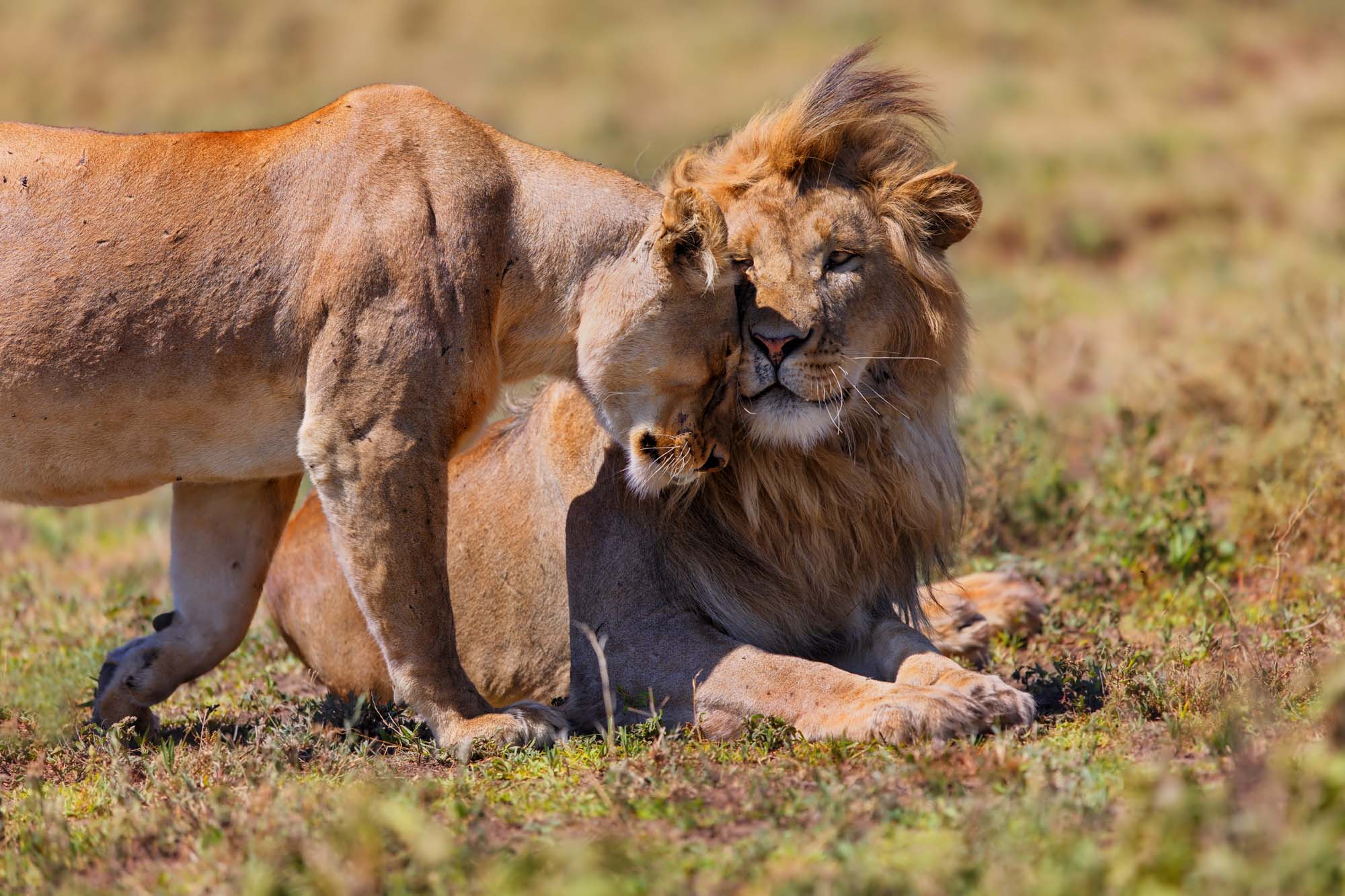 tanzania-ngorongoro-crater-lions-shutterstock-259259828