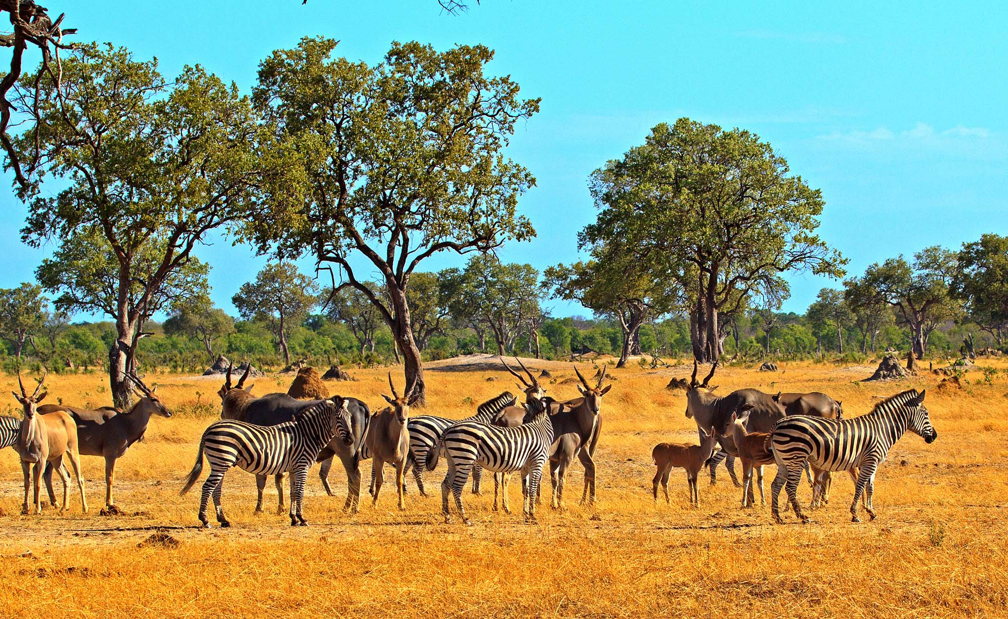 Se vilde dyr i Hwange National Park, som zebraer og elsdyrantilopen.