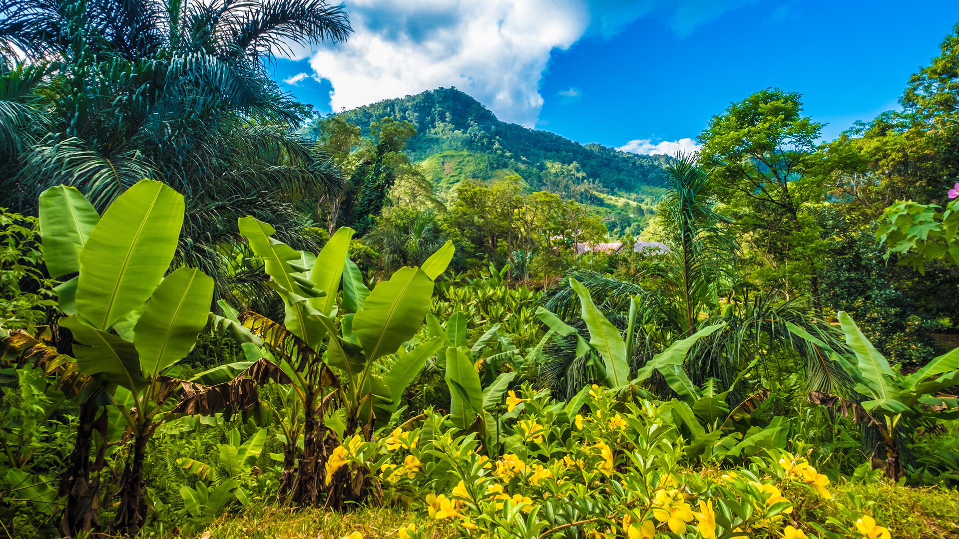 Udforsk enestående og vild natur i blandt andet Ranomafana National Park