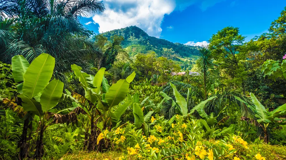 Udforsk enestående og vild natur i blandt andet Ranomafana National Park