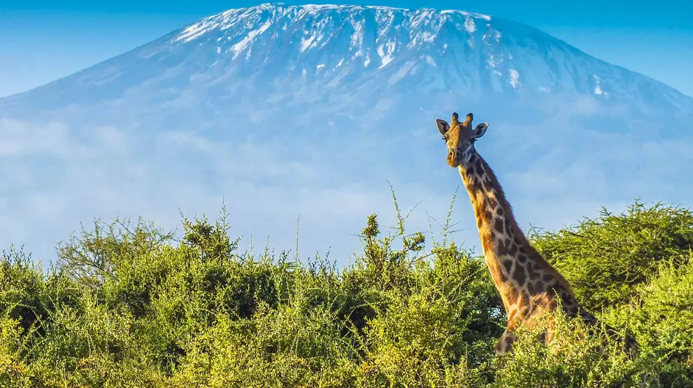 Mød bl.a. giraffer i Amboseli med Kilimanjaro i baggrunden