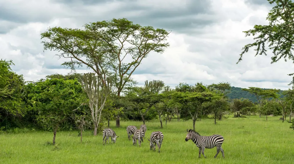 Mærk roen i det afrikanske landskab og se vilde zebraer slentre forbi.