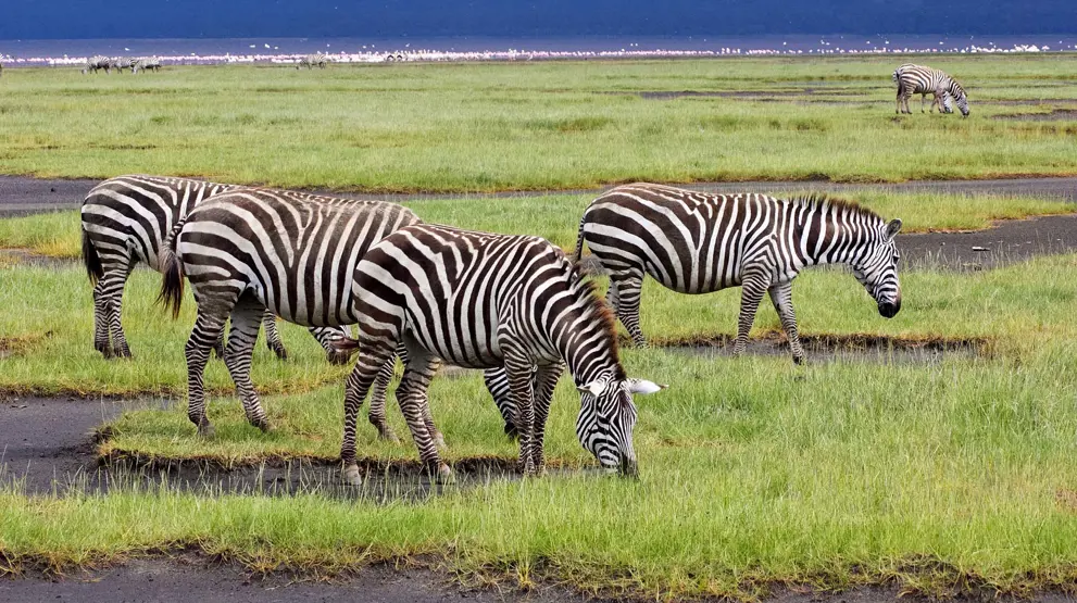 Zebraer ved Lake Nakuru