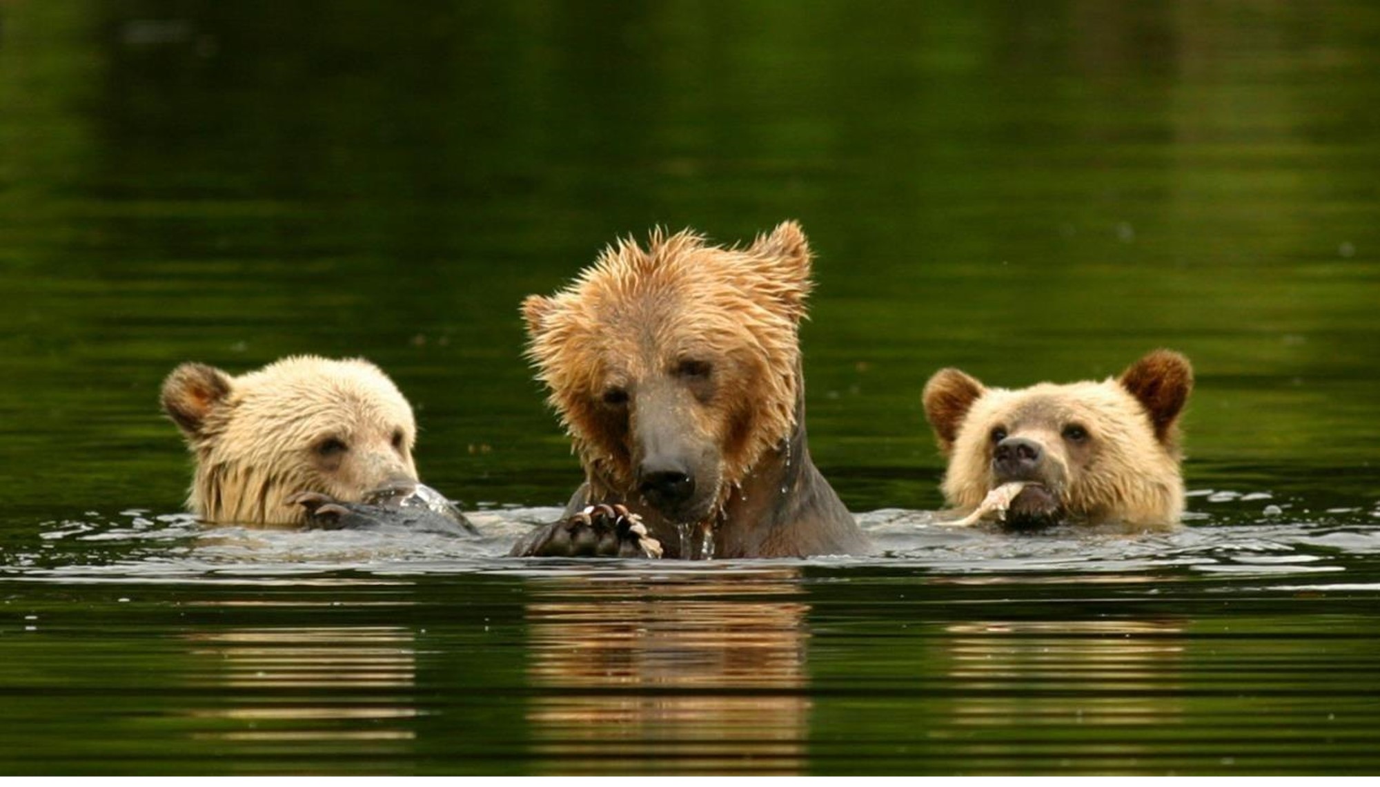 I kan være heldige at se grizzly-bjørne på jag efter laks langs floden