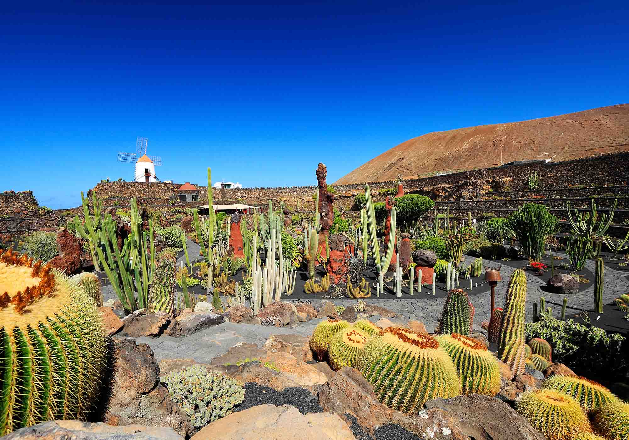 Besøg en kaktusfarm på Lanzarote