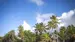 Little Polynesian Resort Little Polynesian Resort