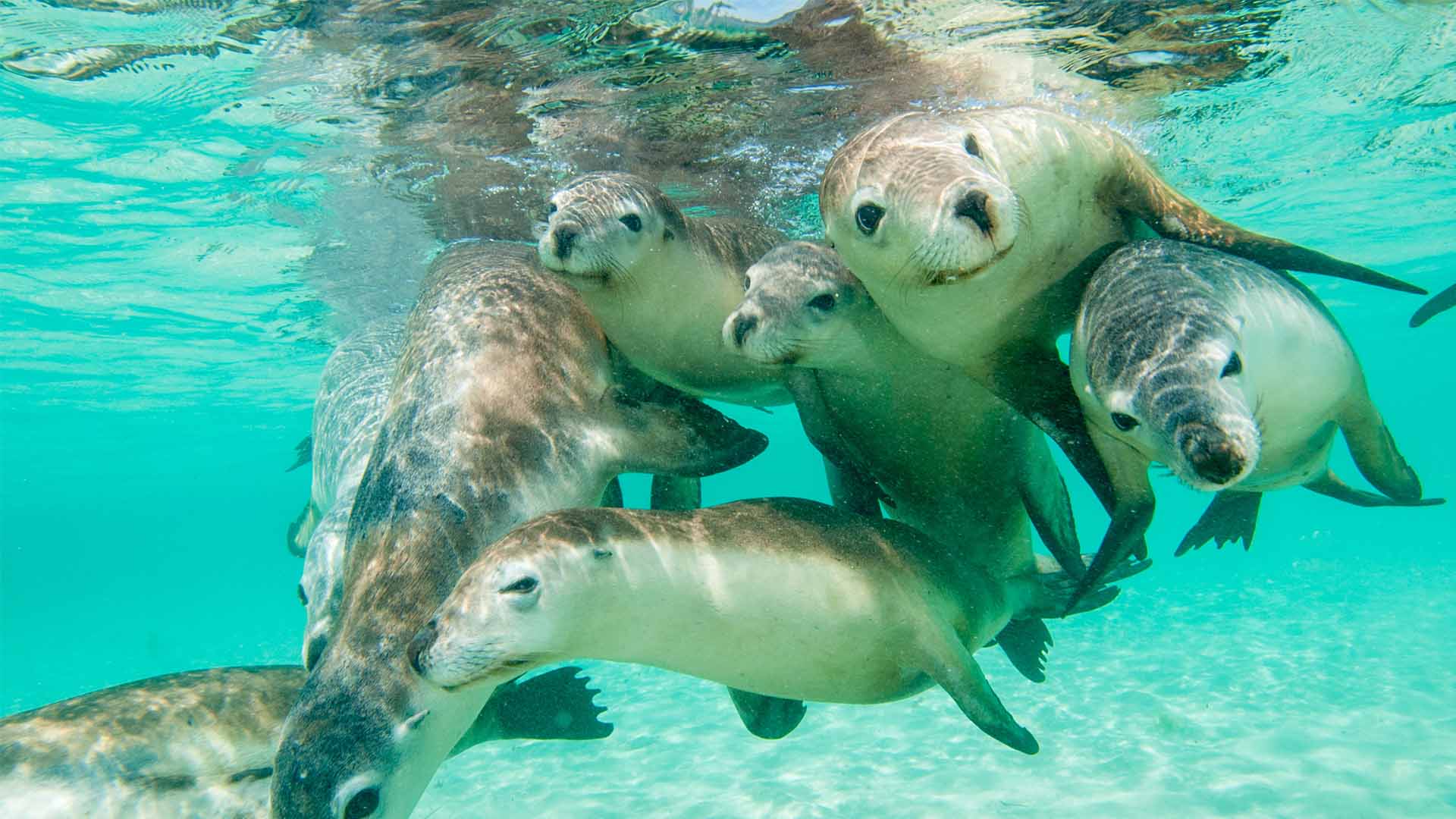 Glæd jer til at opleve unikt dyreliv, bl.a. til at svømme med australske søløver.